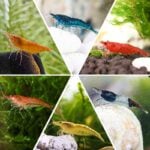 hygger live Neocaridina Shrimp sale online