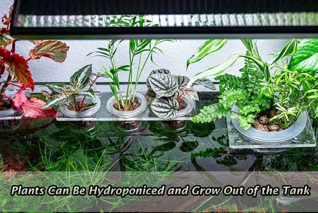 Plants Can Be Hydroponiced and Grow Out of the Tank