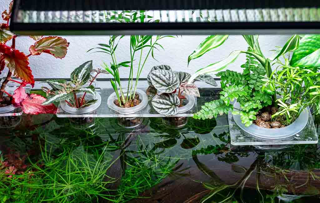hydroponic plants​