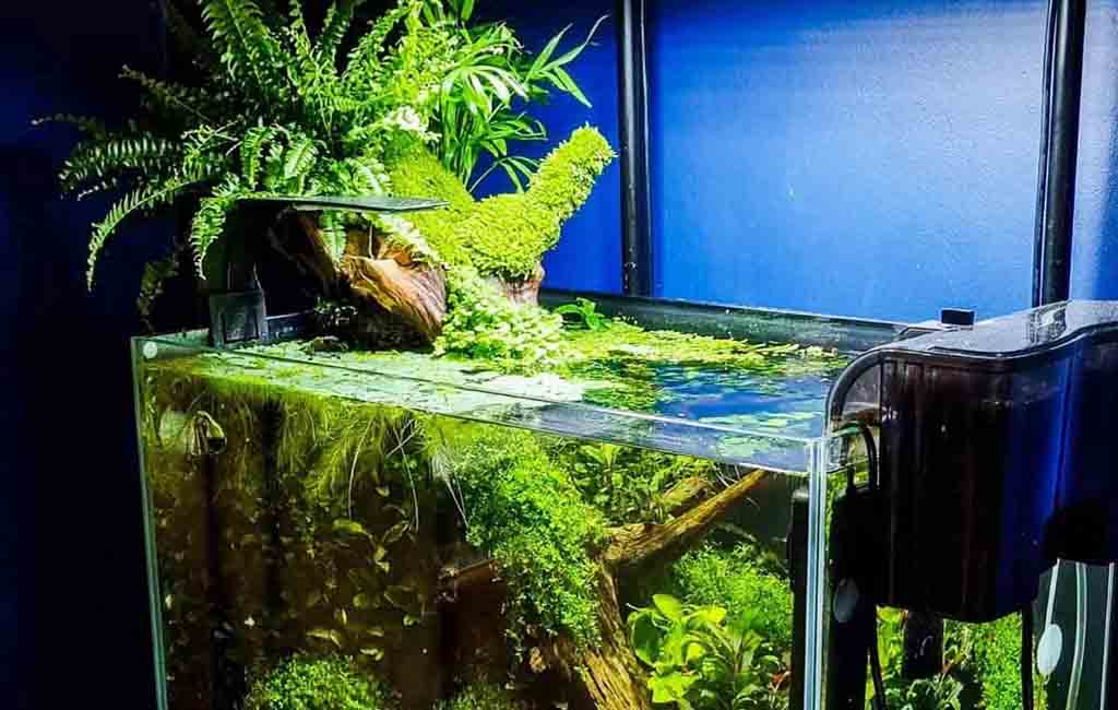 Do Hydroponics in a Planted Tank