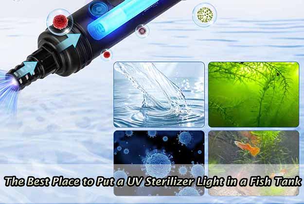 The Best Place to Put UV Sterilizer Light in Fish Tank
