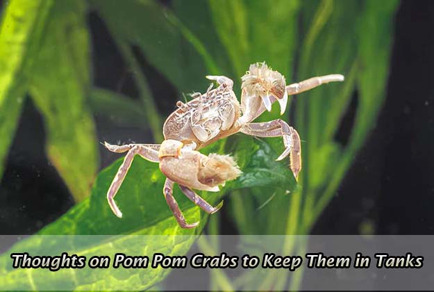 Thoughts on Pom Pom Crabs to Keep Them in Tanks