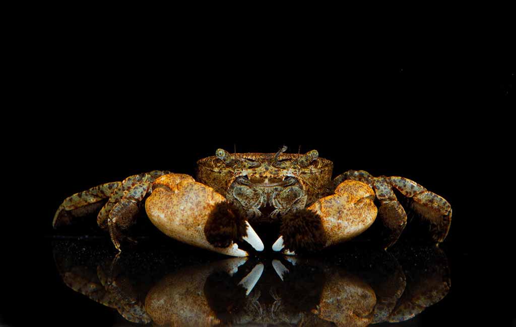pom pom crab