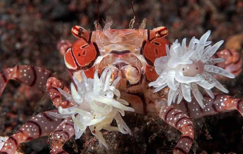pom pom crab saltwater