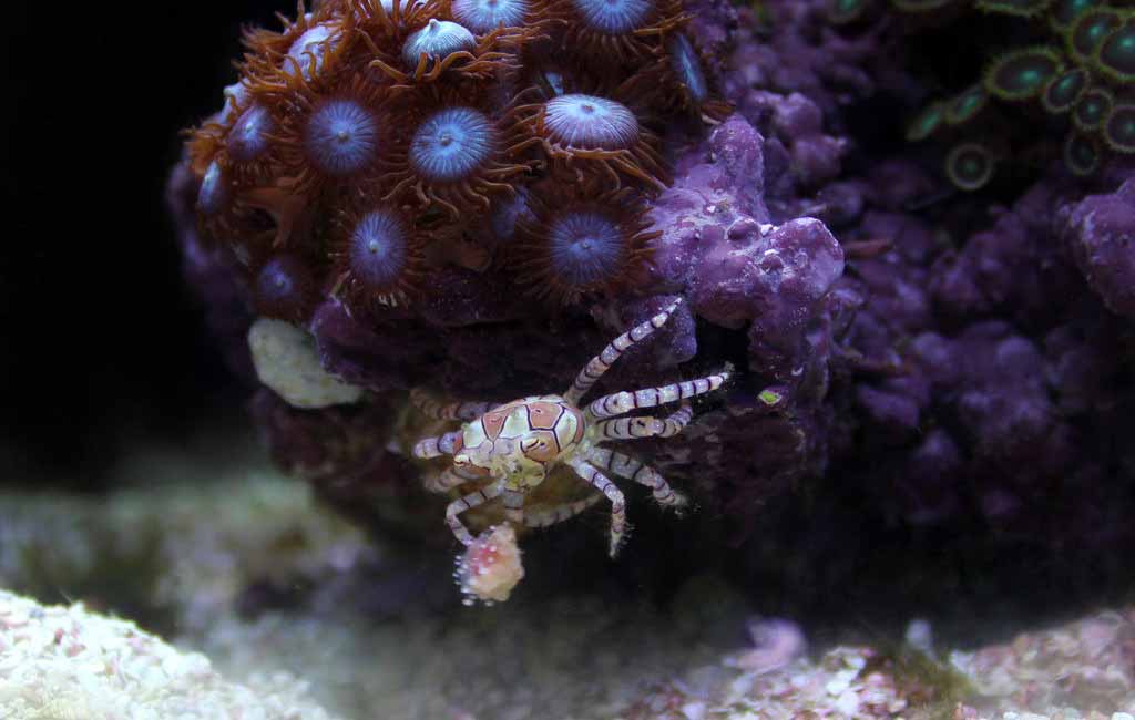 Pom Pom Crabs with Hermit Crabs