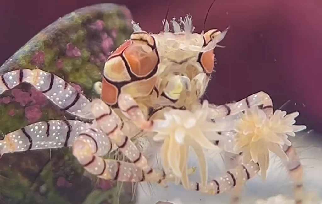 keep pom pom crab in tank