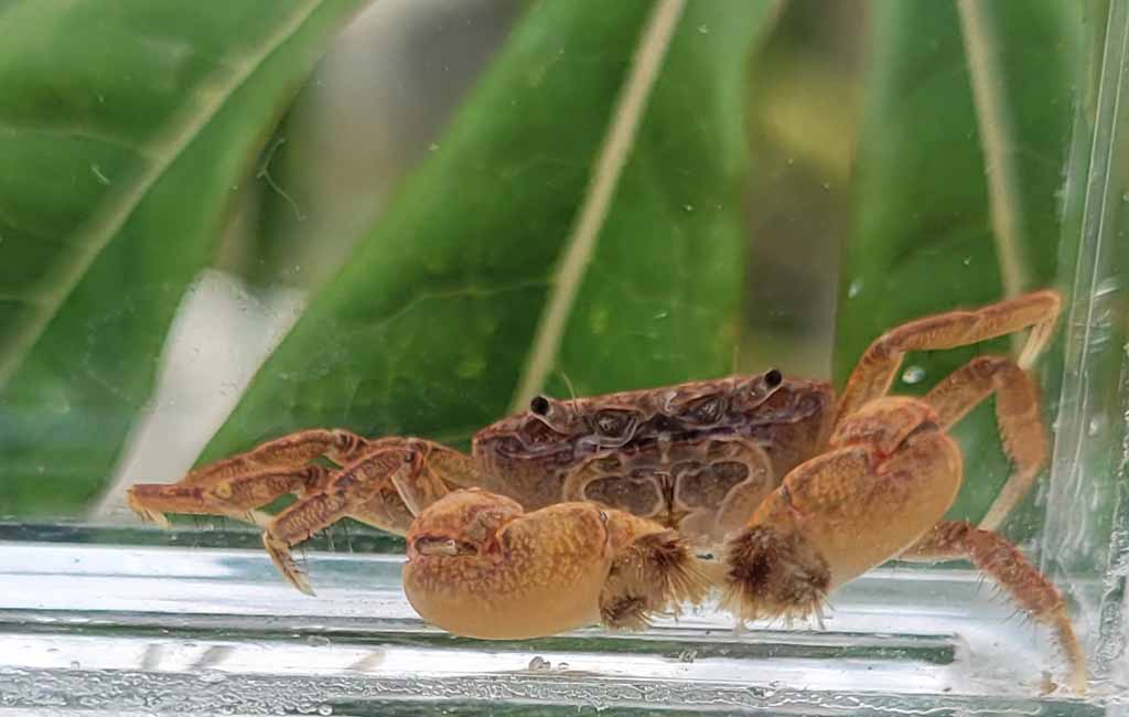 what can live with pom pom crab