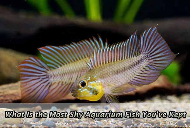 What Is the Most Shy Aquarium Fish You've Kept
