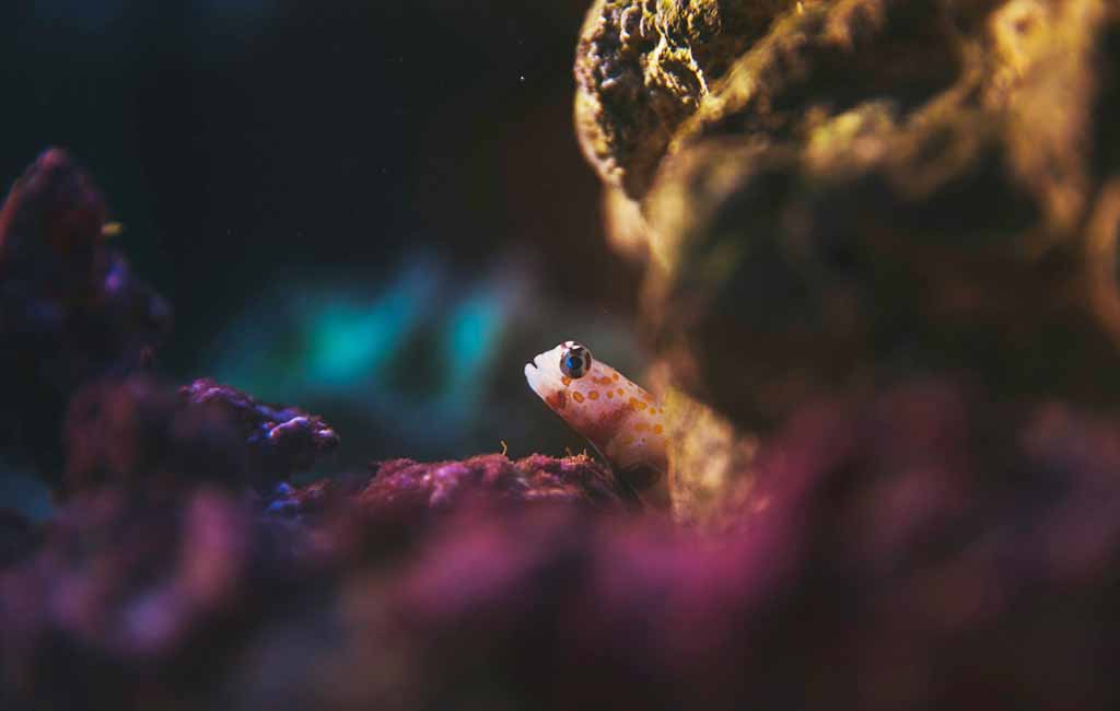 shy elusive fish