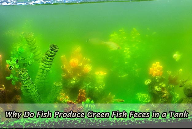 Why Do Fish Produce Green Fish Feces in a Tank