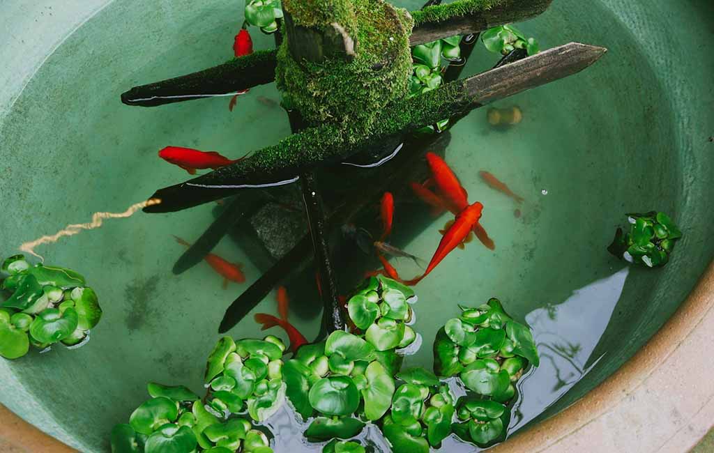 Fish Species Produce Unhealthy Green Waste