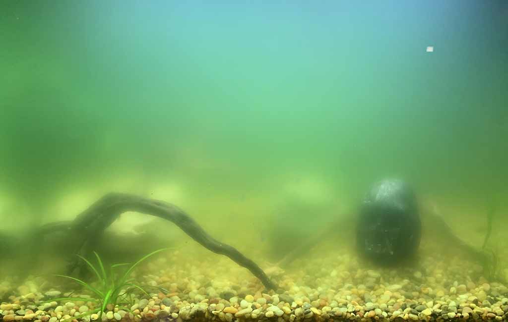 Treatment for Unhealthy Fish with Green Poop