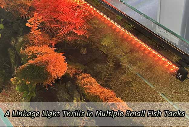 A Linkage Light Thrills in Multiple Small Fish Tanks