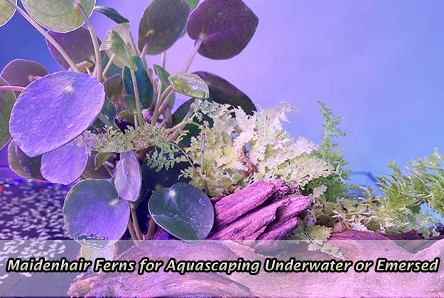 Beautiful Maidenhair Ferns for Aquascaping Underwater or Emersed