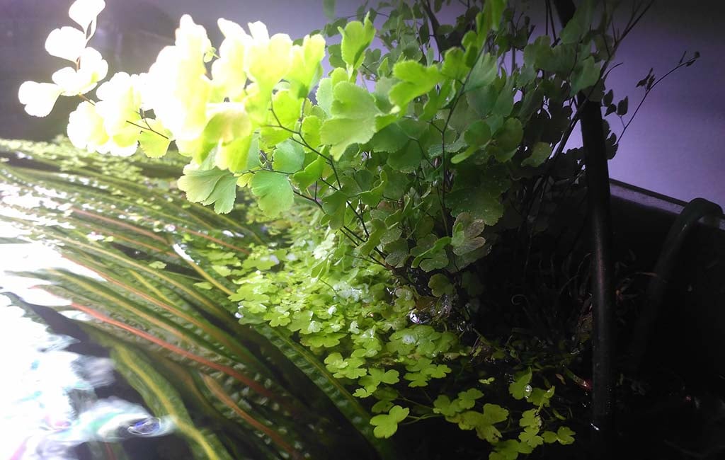 maidenhair fern