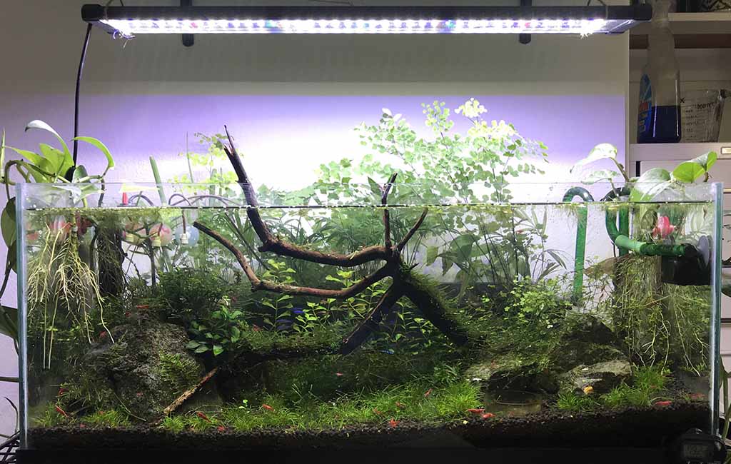 is maidenhair fern toxic to cats