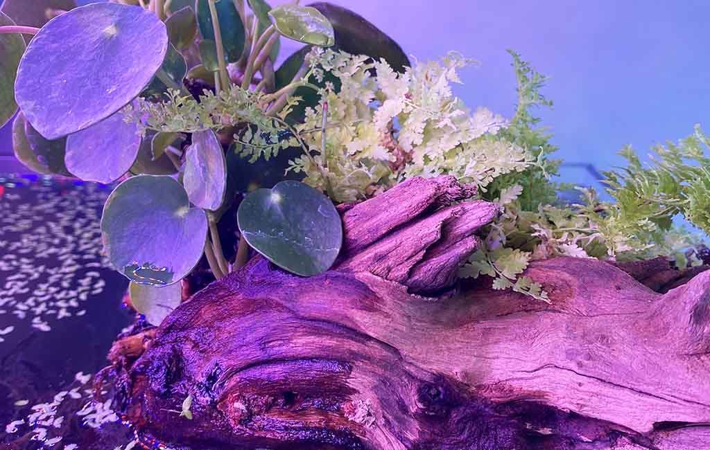 aquarium maidenhair fern