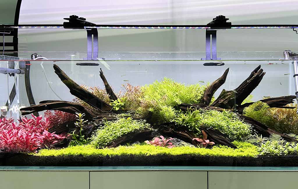 Add CO2 to a Growing Planted Tank