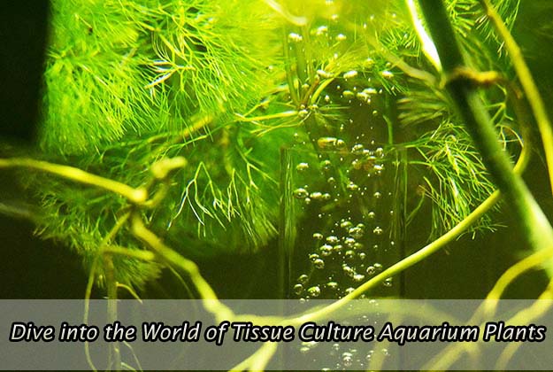 Dive into the World of Tissue Culture Aquarium Plants
