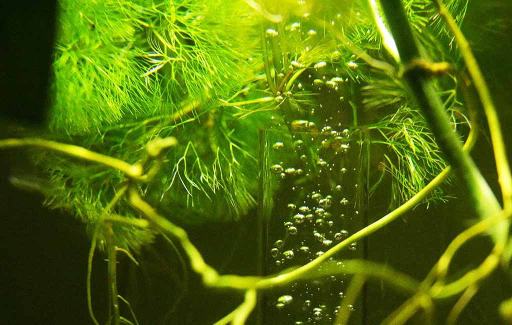 tissue culture plants