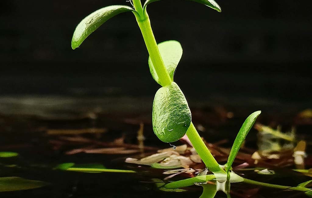 tissue culture aquarium plants