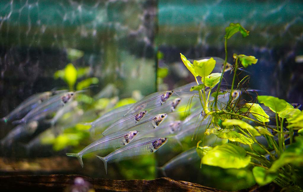 Features of Tissue Culture Plants