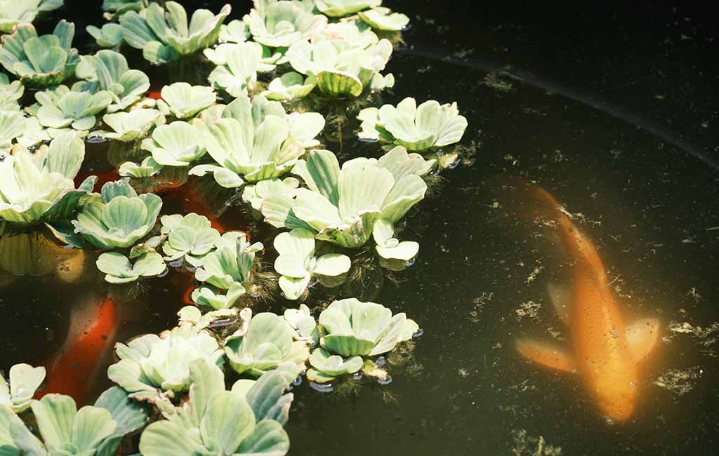 In vitro aquarium plants