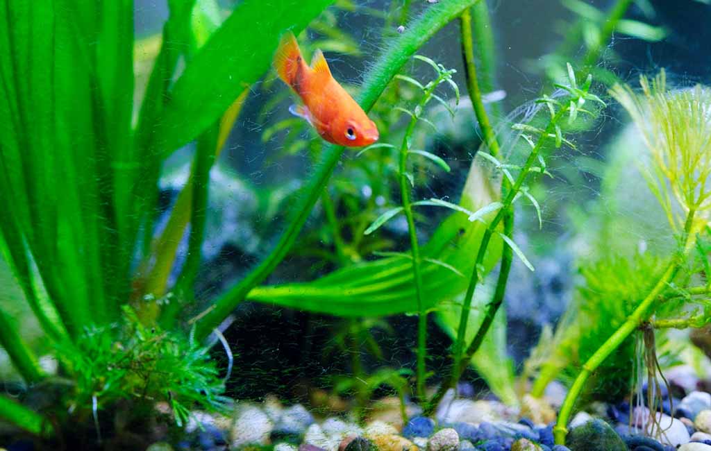 Planting Tissue Culture Aquarium Plants