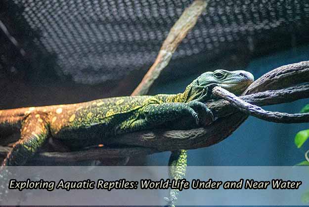 Exploring Aquatic Reptiles: World-Life Under and Near Water