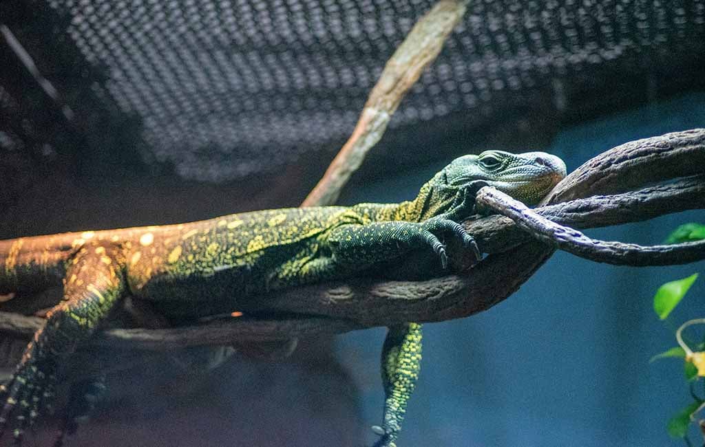 popular pet aquatic reptile 
