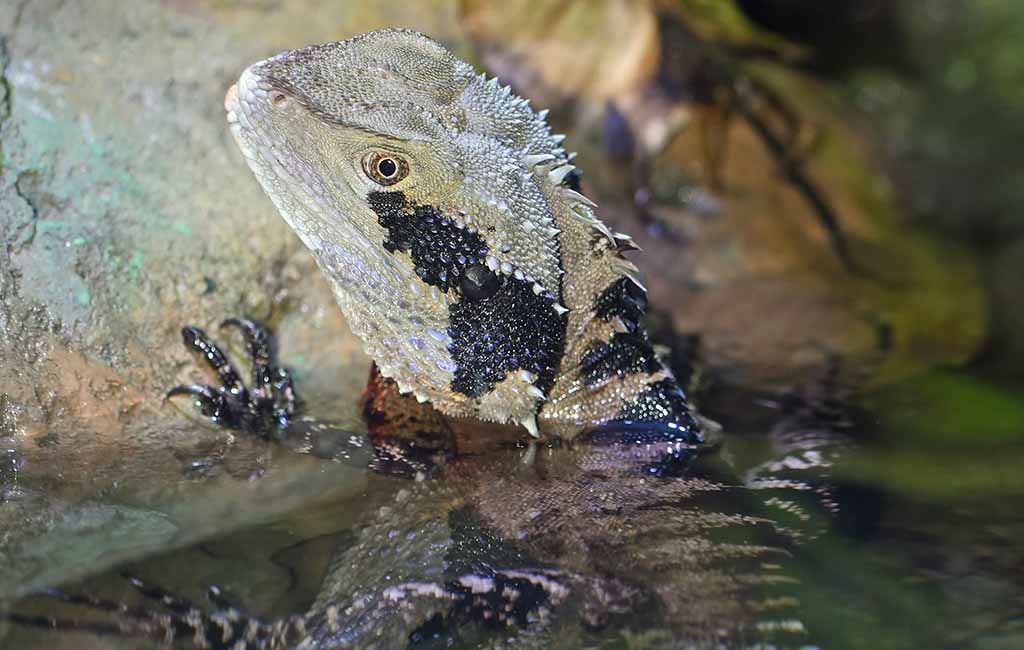 aquatic reptile