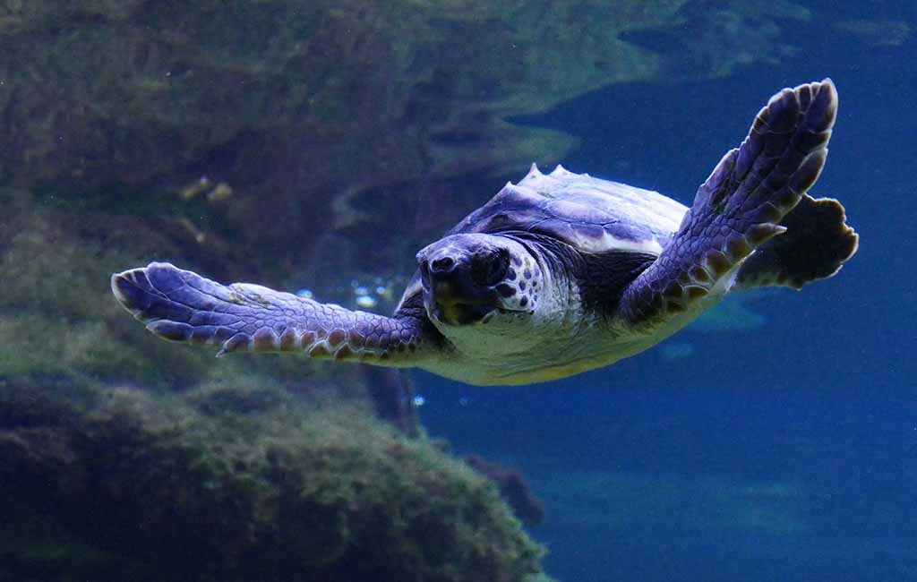 Ancient Aquatic Reptiles