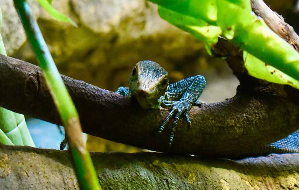 list of aquatic reptiles