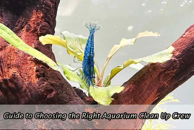 Guide to Choosing the Right Aquarium Clean Up Crew
