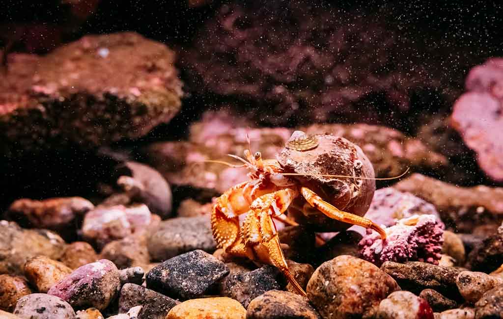 saltwater clean up crew
