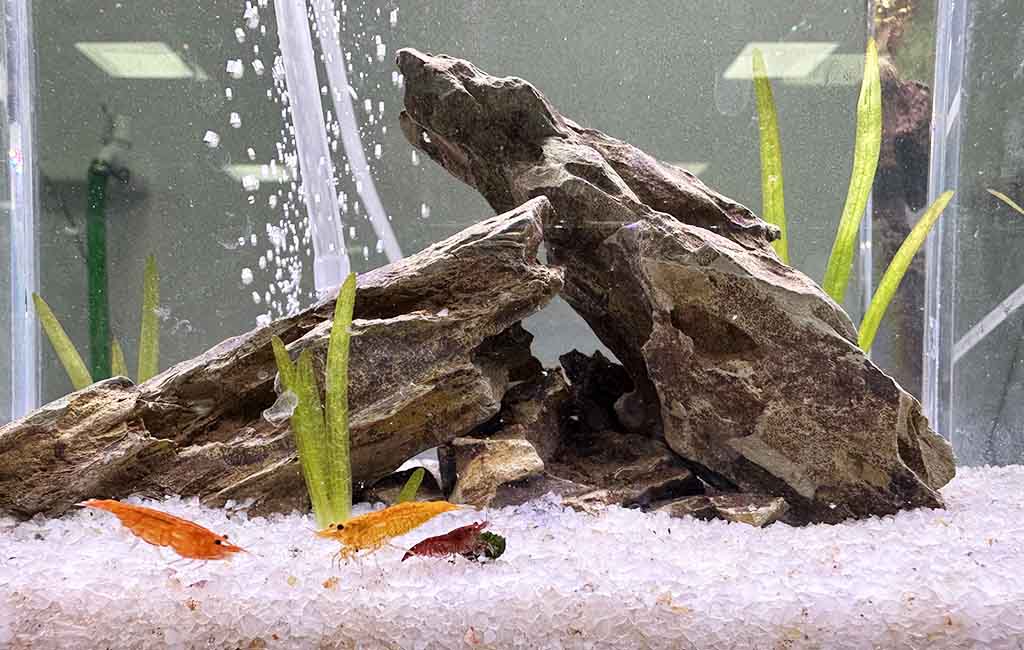 CUC guide aquarium