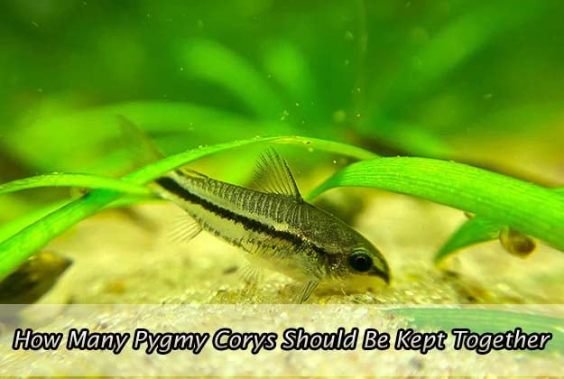 How Many Pygmy Corys Should Be Kept Together