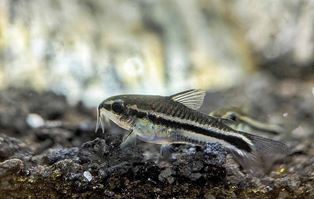 How Big Do Pygmy Corys Get