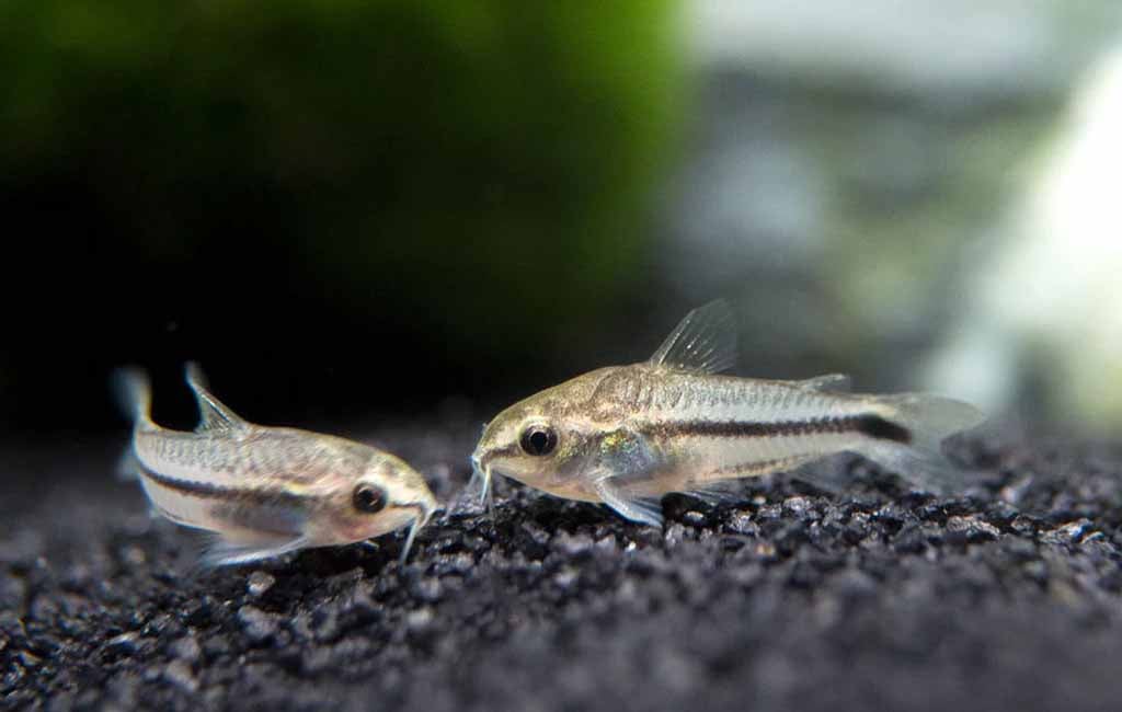 Do Pygmy Cories Eat Snails
