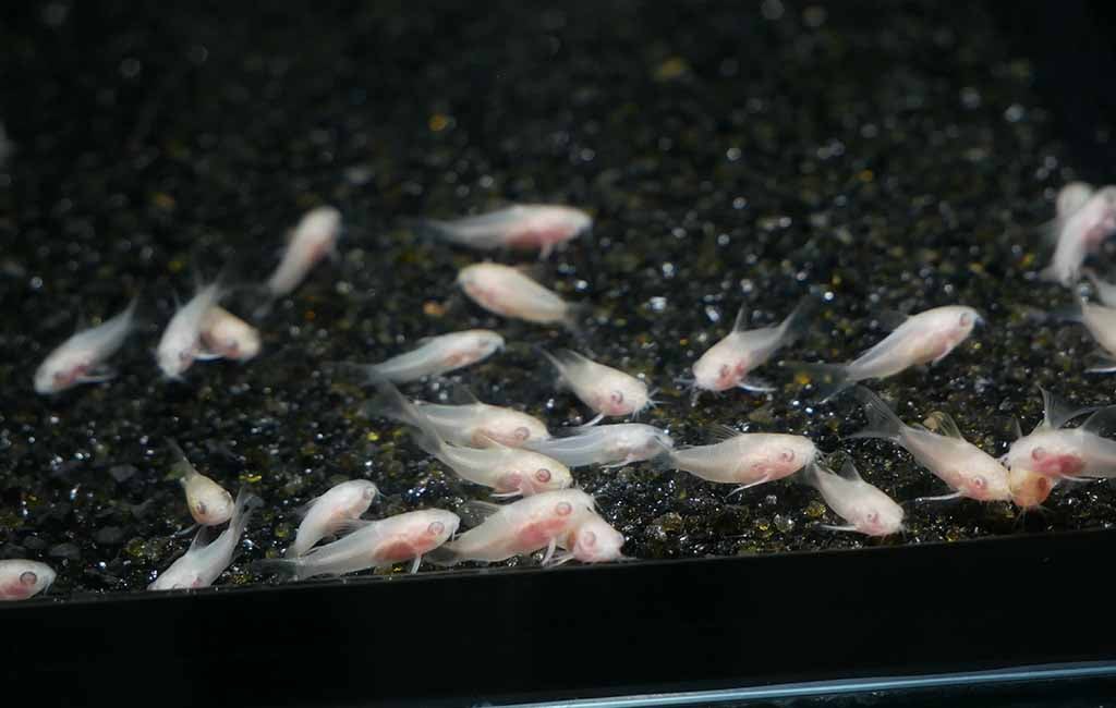 how many pygmy cories