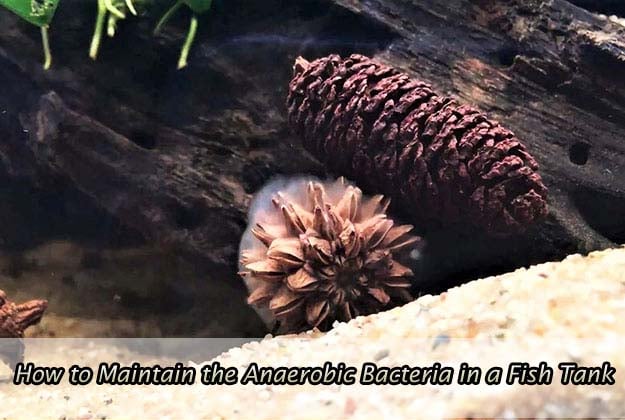 How to Maintain the Anaerobic Bacteria in a Fish Tank