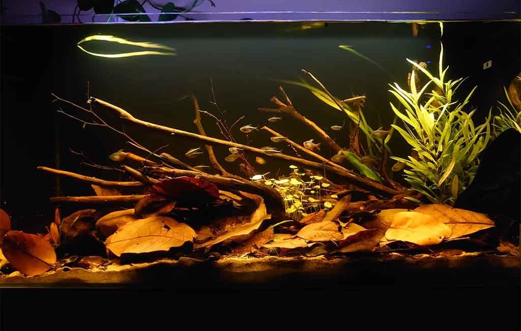 aquarium anaerobic bacteria