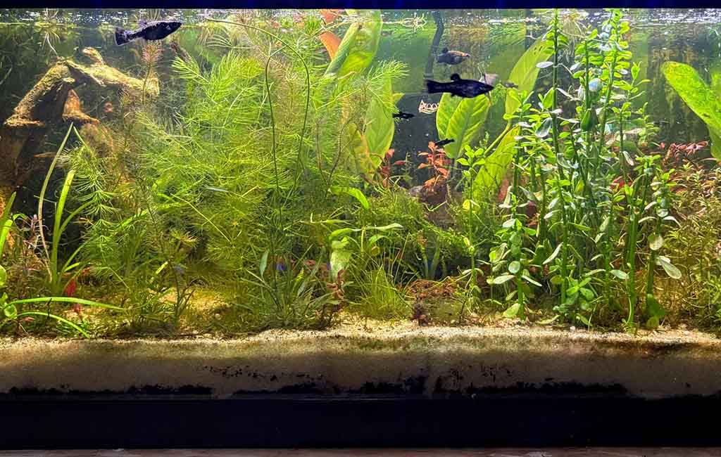 Maintain the Anaerobic Bacteria in tank