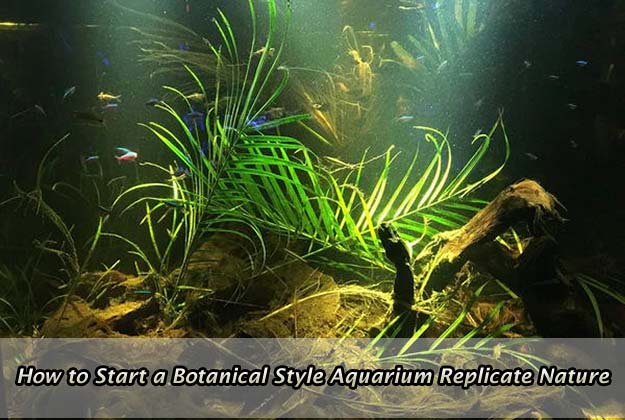 How to Start a Botanical Style Aquarium: Replicate Nature