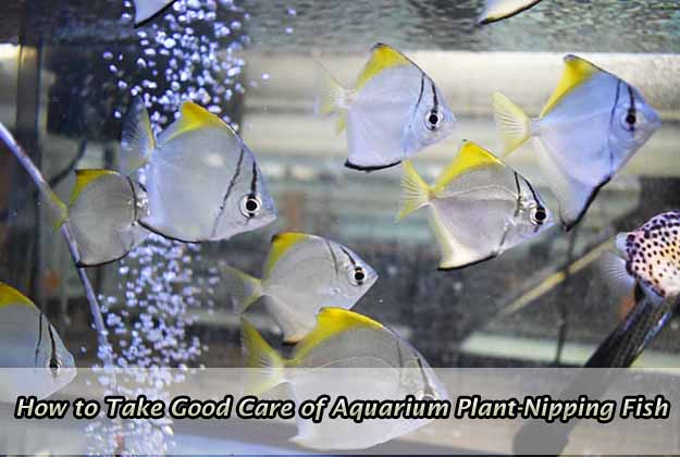 How to Take Good Care of Aquarium Plant-Nipping Fish