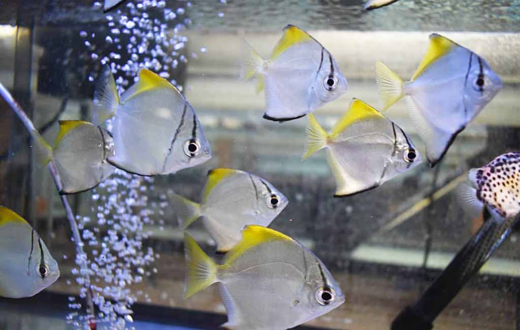 plant-nipping fish