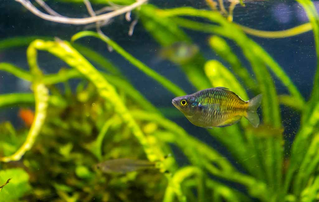 Why Do Fish Keep Nipping on a Plant