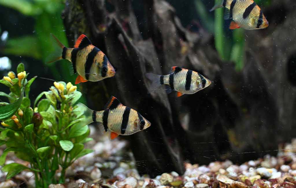 take good care of plant-nipping fish