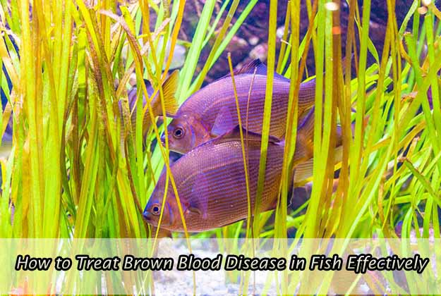 How to Treat Brown Blood Disease in Fish Effectively