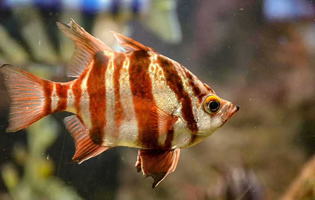 Treat Brown Blood Disease in Fish